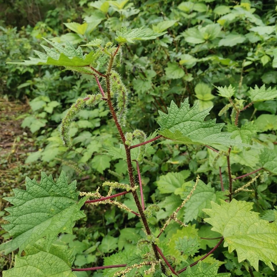 新鲜野生红杆荨麻草红活麻红霍麻草咬人草白豁麻绿杆荨麻草新鲜红杆