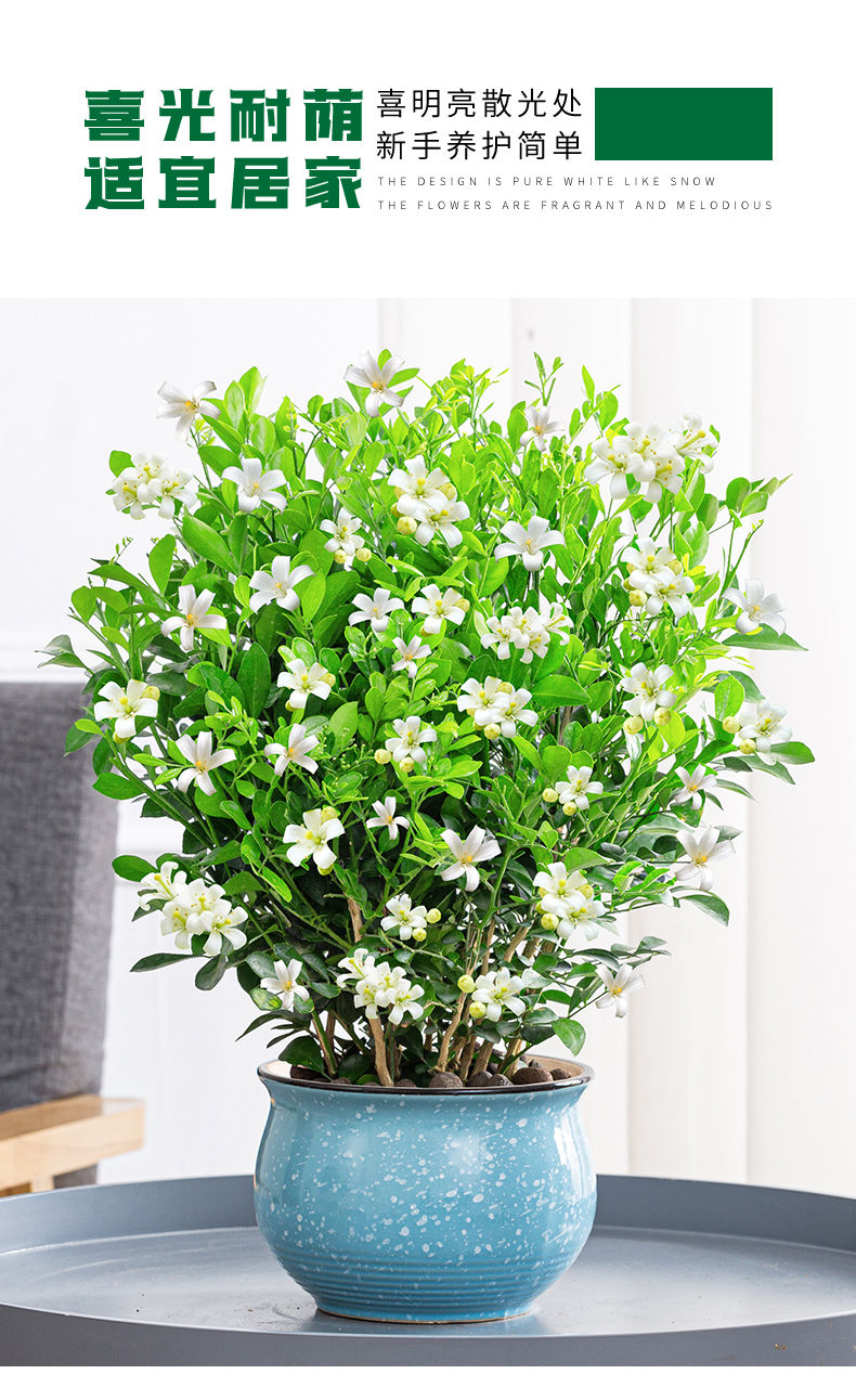 九里香盆栽浓香四季开花老桩室内阳台绿植七里香植物花卉盆景融暖