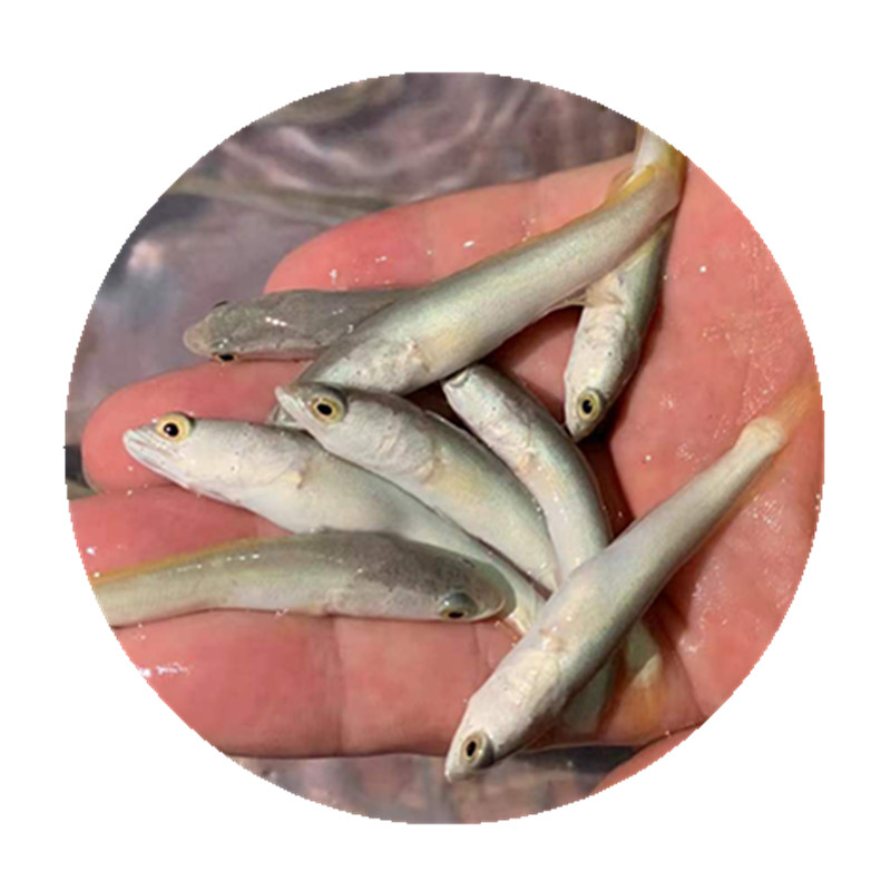 白乌鱼鱼苗批发黑鱼 白甲雷龙 淡水鱼凶猛鱼 乌鱼苗 养殖白金雷龙