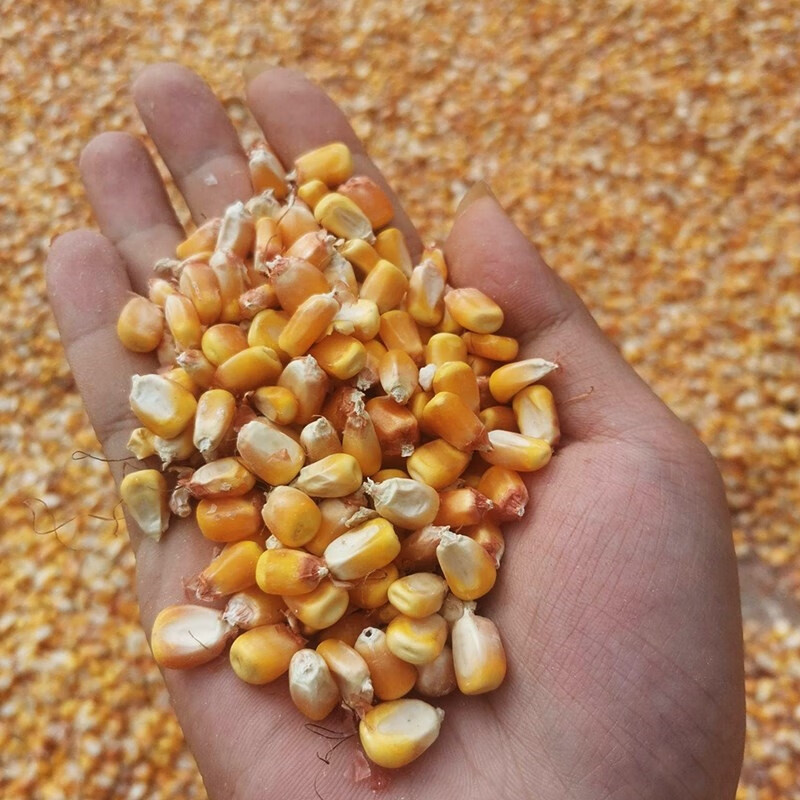 杂交玉米种子高产大田玉米种籽农业春季夏季种植饲料郑单958增产 美品