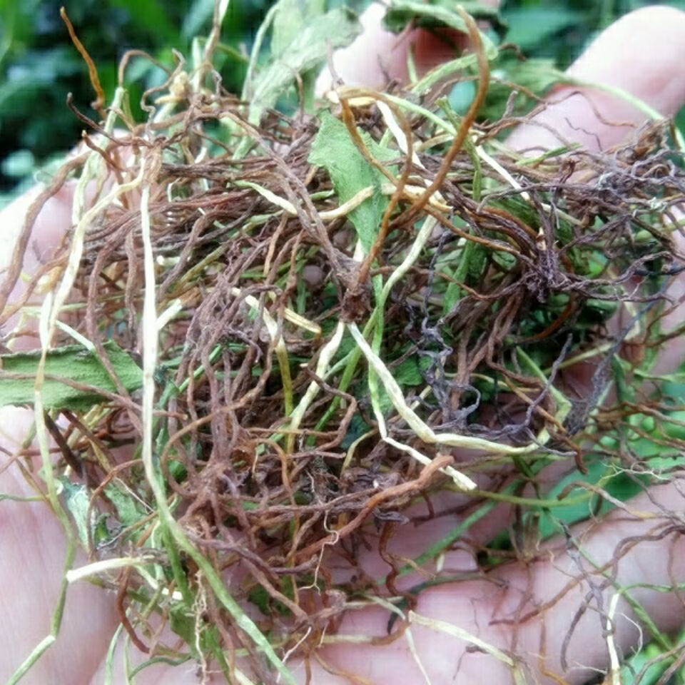 伟博贵州苗药一支箭干货蛇咬子新货蛇吐须草药材青藤产地直发【嘉万