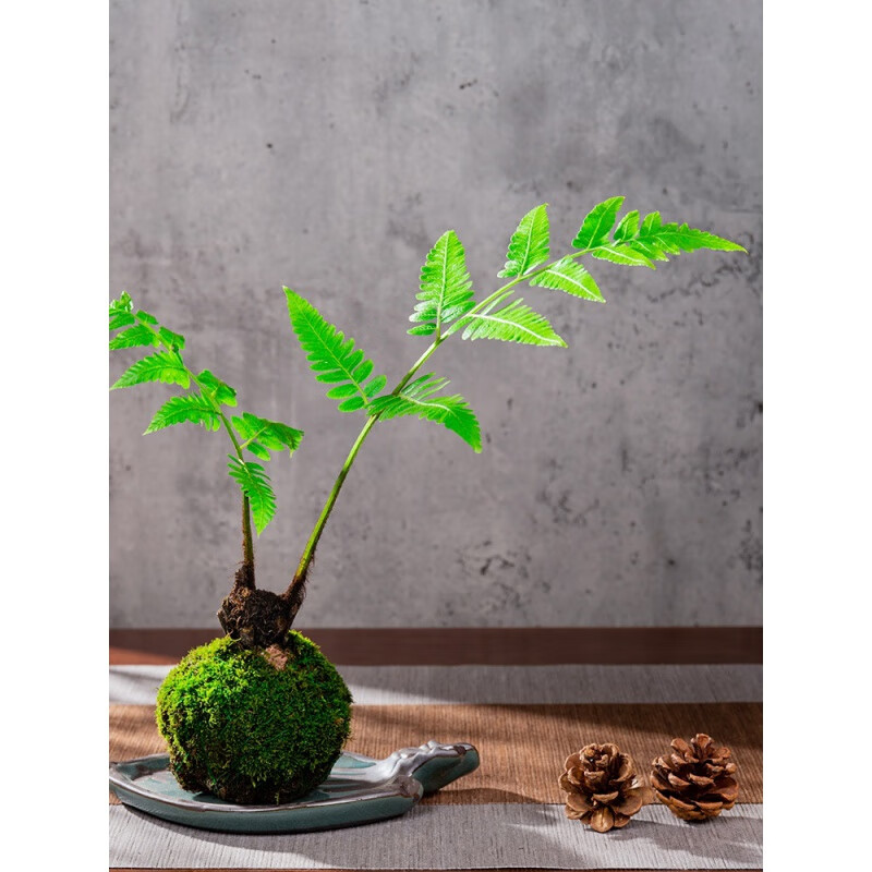 【618活动】苔藓球栽鳞毛蕨蕨类植物花卉盆栽书桌摆件盆景微景观室内
