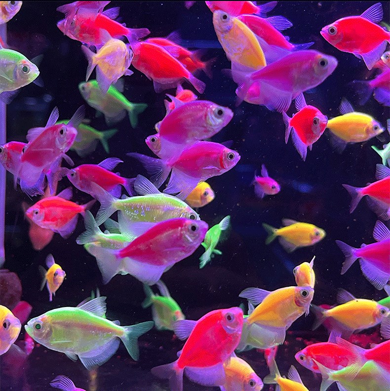 天使鱼观赏鱼金鱼活鱼淡水热带鱼翡翠斑马七彩天使鱼大号好养耐活