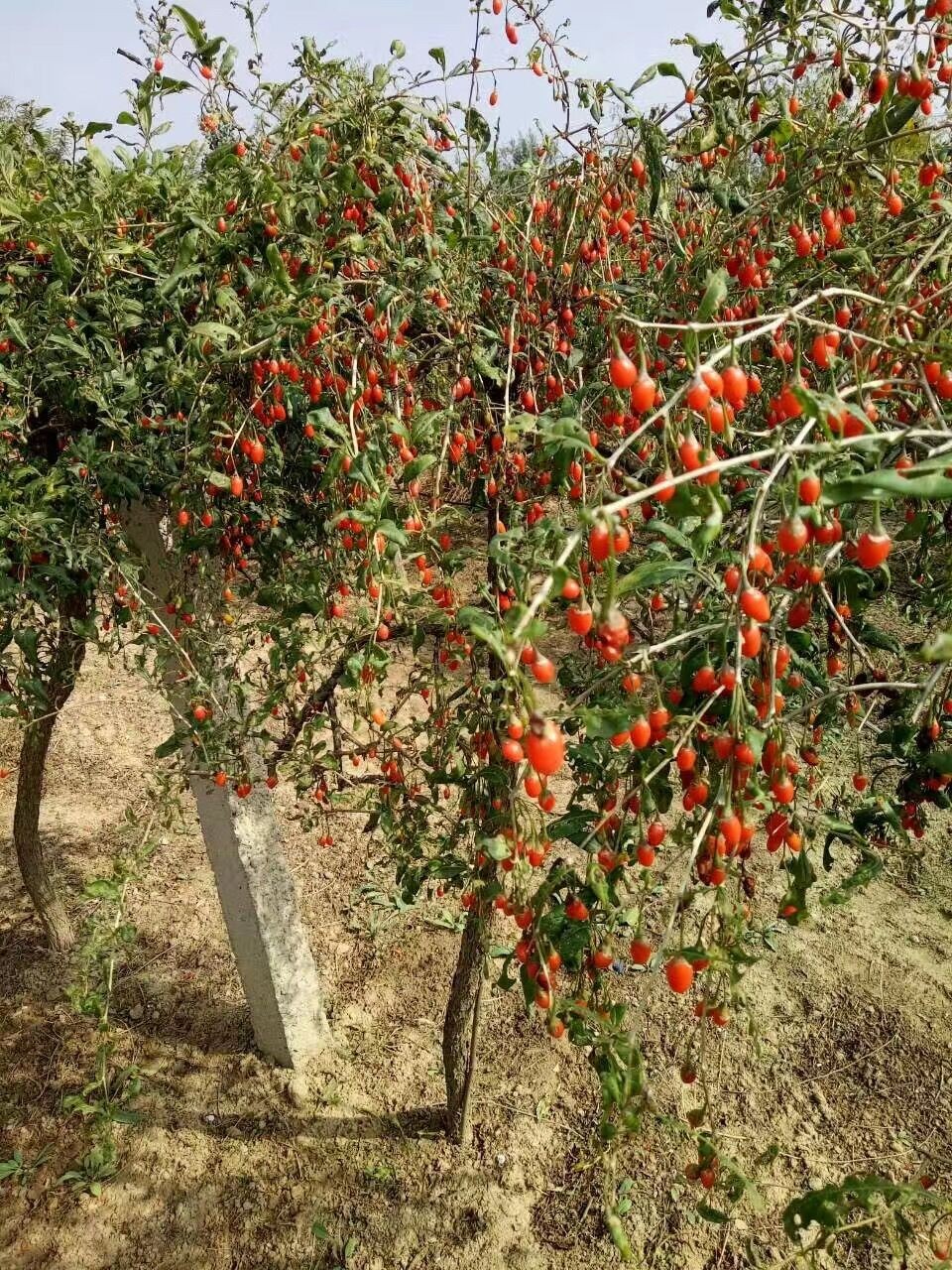 枸杞苗寧夏枸杞黑枸杞紅枸杞果樹苗木枸杞樹苗當年結果苗黑枸杞6年苗