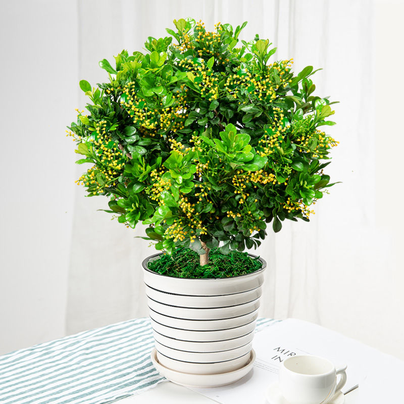 米兰花盆栽四季开花常绿花卉防蚊虫植物室内外浓香型净化空气绿植