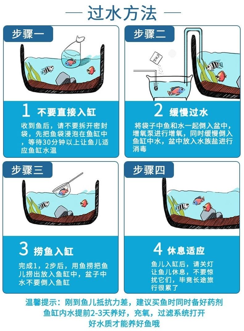 河豚活体宠物鱼气泡鱼狗头鱼鼓包鱼潜水艇淡水观赏鱼