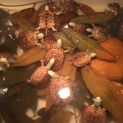 龙眼叶免煮乌龟腐皮养龟用品水族鱼缸榄仁叶懒人调节水质造景龟用半斤