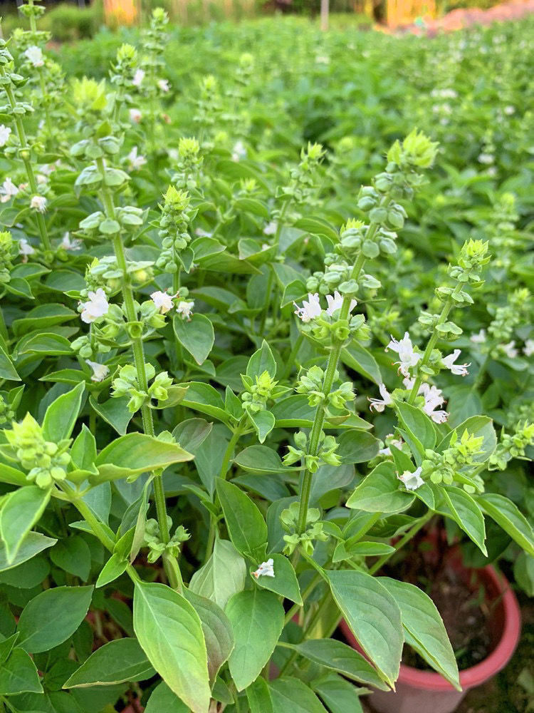 九层塔盆栽食用主厨房食用九层塔潮汕金不换盆栽罗勒植物香料甜罗勒苗