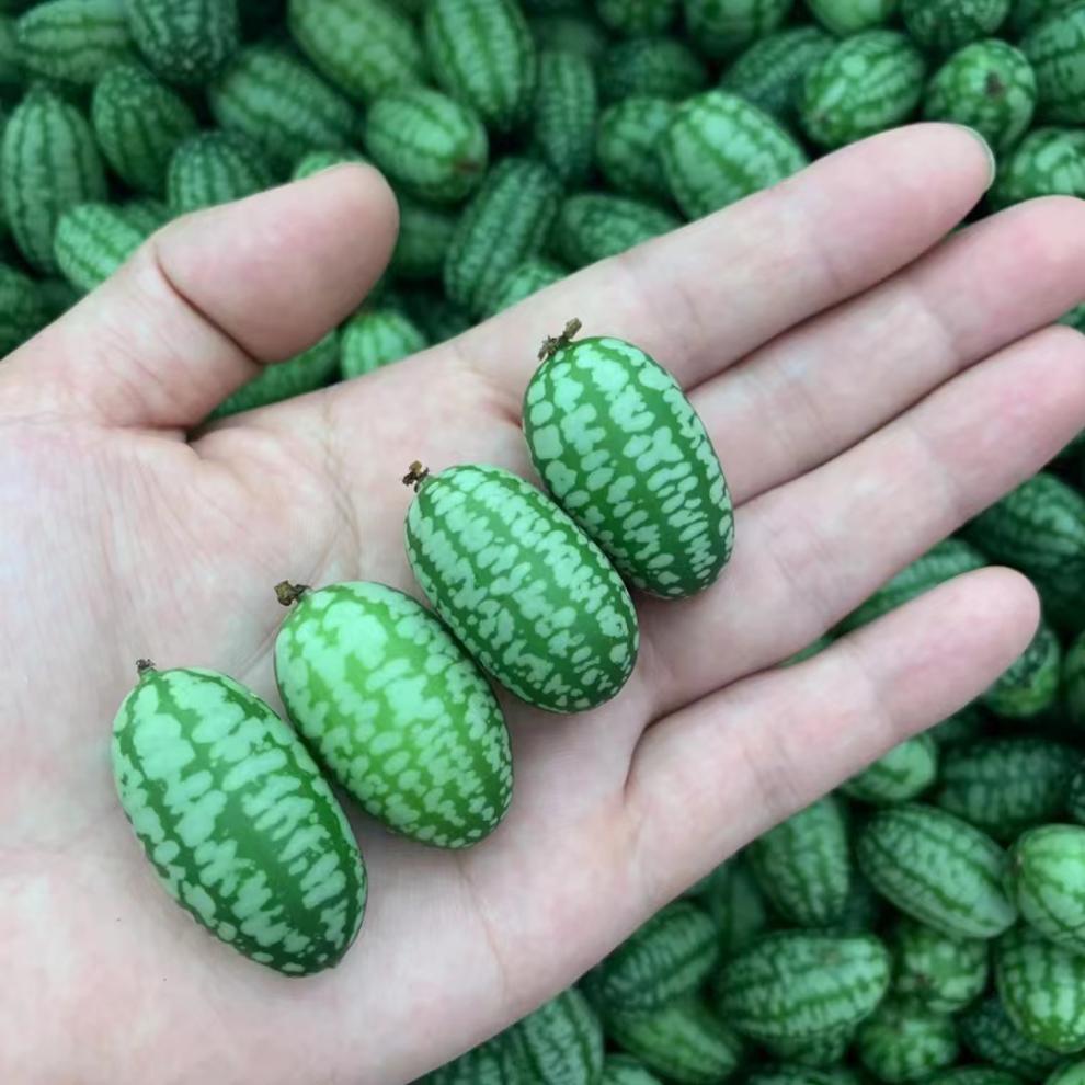 颜曼箐特色拇指西瓜迷你网红小西瓜佩普基诺当季新鲜孕妇水果250g