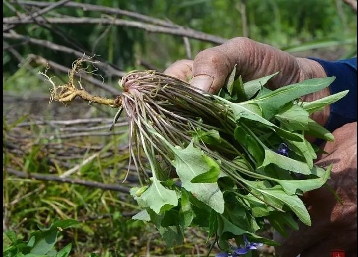 北·京同仁·堂华兜草 四川华兜草药材 紫花地丁500克现挖现发【精选