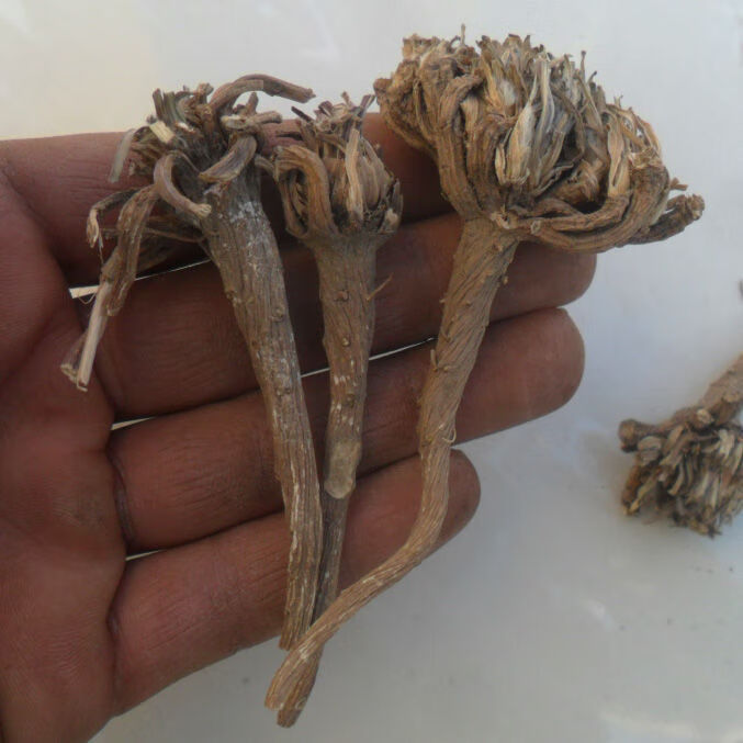 伟博中药材阿纳其根欧都里开日合除虫菊根250克