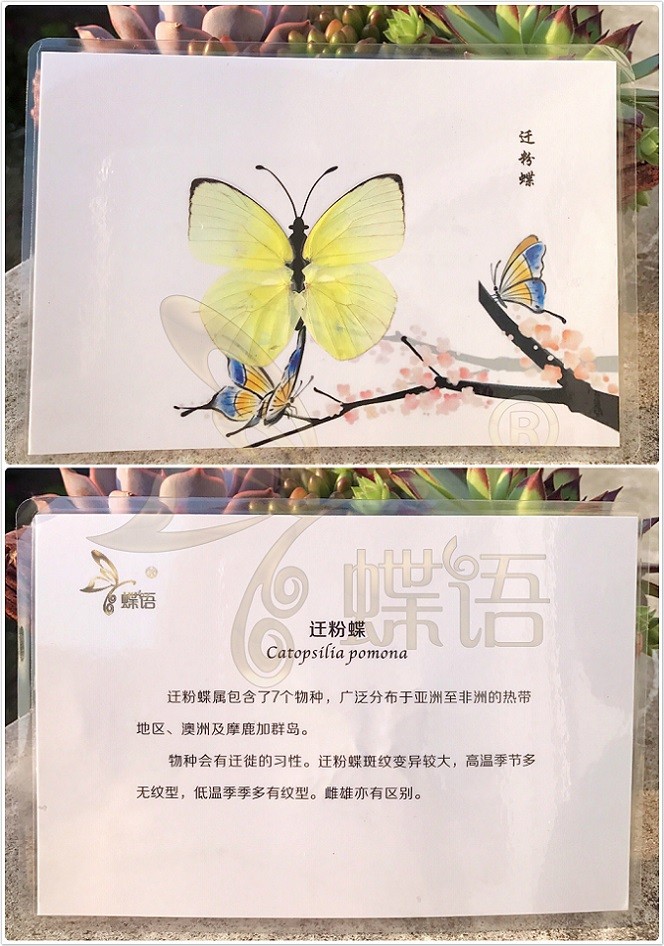 【新品】蝴蝶标本贺卡带 卡片 真 生物教学 迁粉蝶 其他正方形尺寸