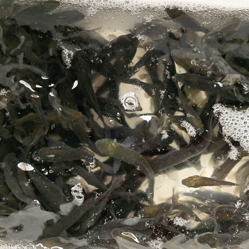 裸鲤鱼苗三道鳞德国镜鲤活体鱼苗淡水养殖无甲鲤鱼苗食用裸斑鱼苗放生
