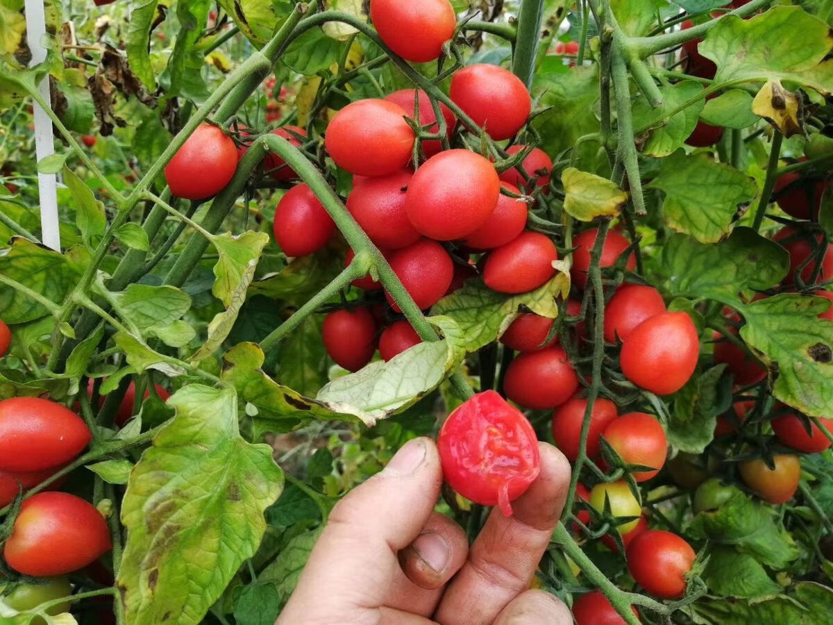 顺丰金童玉女 圣女果1/3/5斤山东现摘生吃脆甜鲜 番茄 玉女小黄瓜1斤