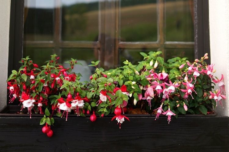 精选倒挂金钟室内绿植花卉灯笼花盆栽耐寒好养四季开花爱莎包活肥料