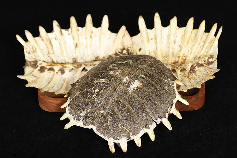 伟博中药材生鳖甲甲鱼壳鳖甲上甲上壳团甲鱼打粉100克生鳖甲试用