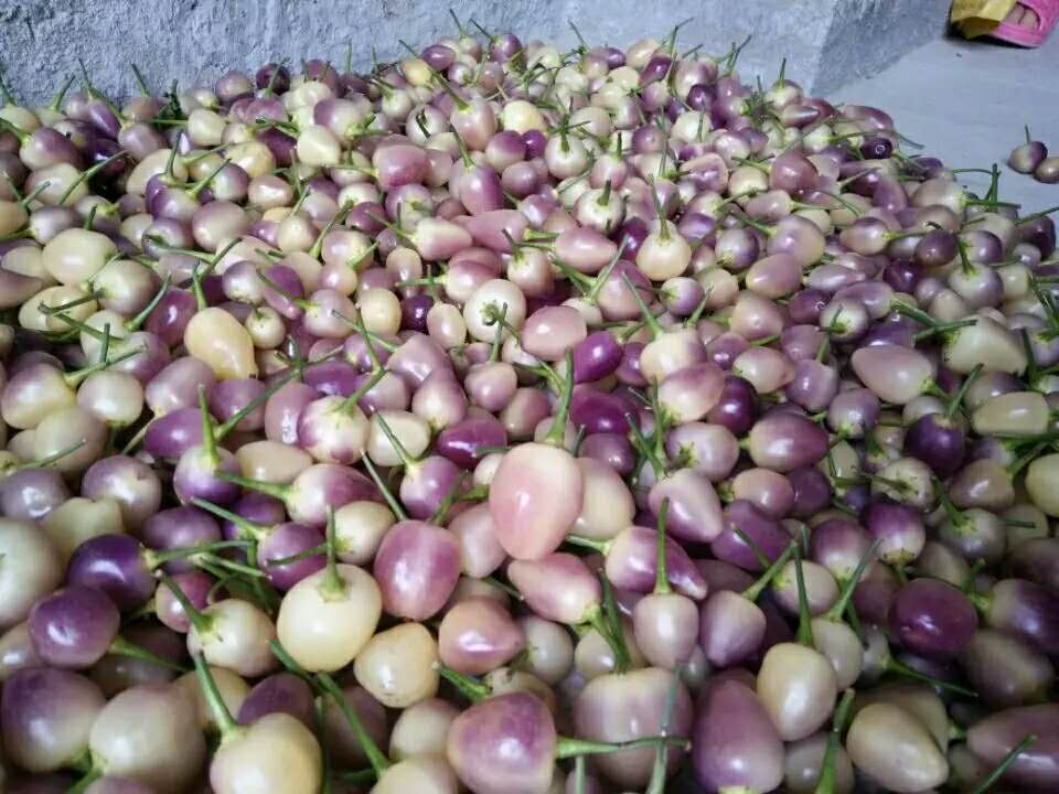 广西七彩椒新鲜辣椒现摘五彩椒灯笼椒 9斤小果(实惠)