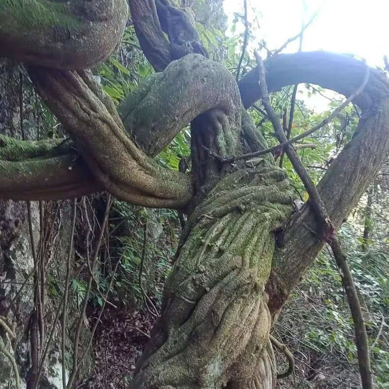 广西野生鸡血藤老藤中药材补血鸡血藤干货泡水泡酒泡脚调理月经