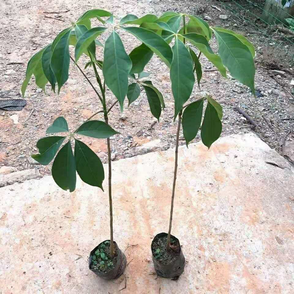 木棉花树苗木棉花苗英雄苗红木棉盆栽地栽庭院别墅道路绿化树90100cm