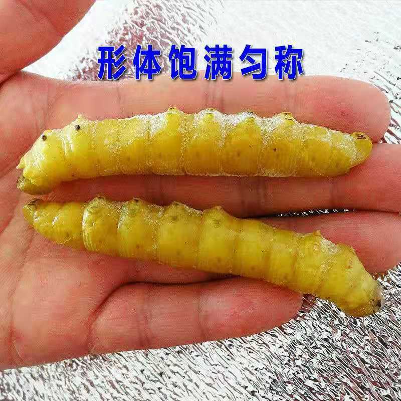 批发豆虫豆丹豆虫豆虫即食豆虫蛹豆虫活体活豆虫速冻山东豆虫四斤保温