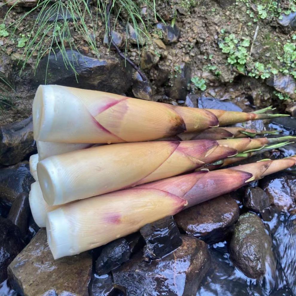 新鲜苦笋当天现挖新鲜野生苦竹笋苦竹笋当季新鲜蔬菜甜苦笋 8斤装小根