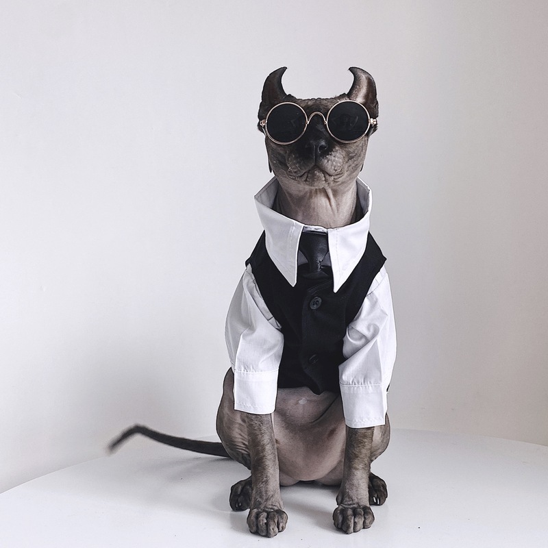 无毛猫衣服斯芬克斯猫德文秋冬英伦风礼服结婚西装衬衫套装宠物 黑色