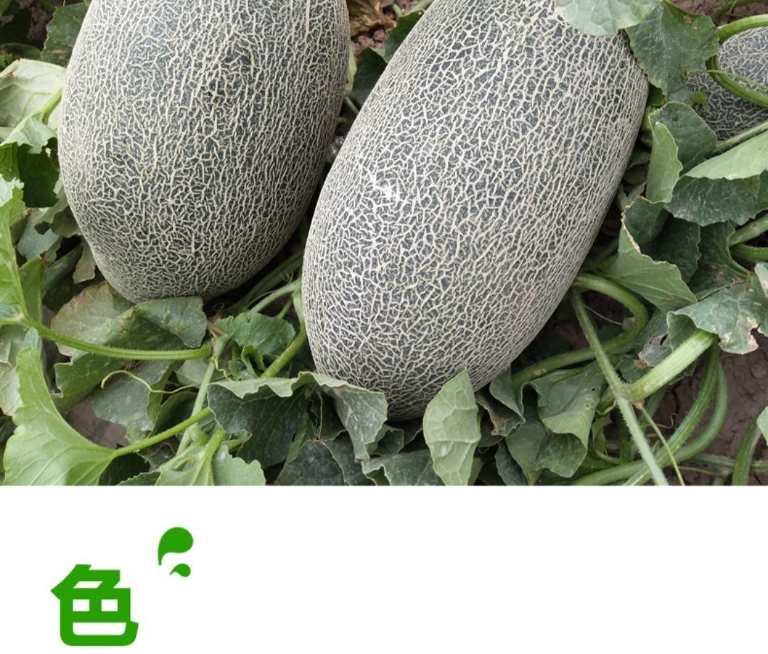 新疆哈密瓜当季新鲜水果批发网纹蜜瓜西州蜜香瓜整箱批发优选带箱45斤