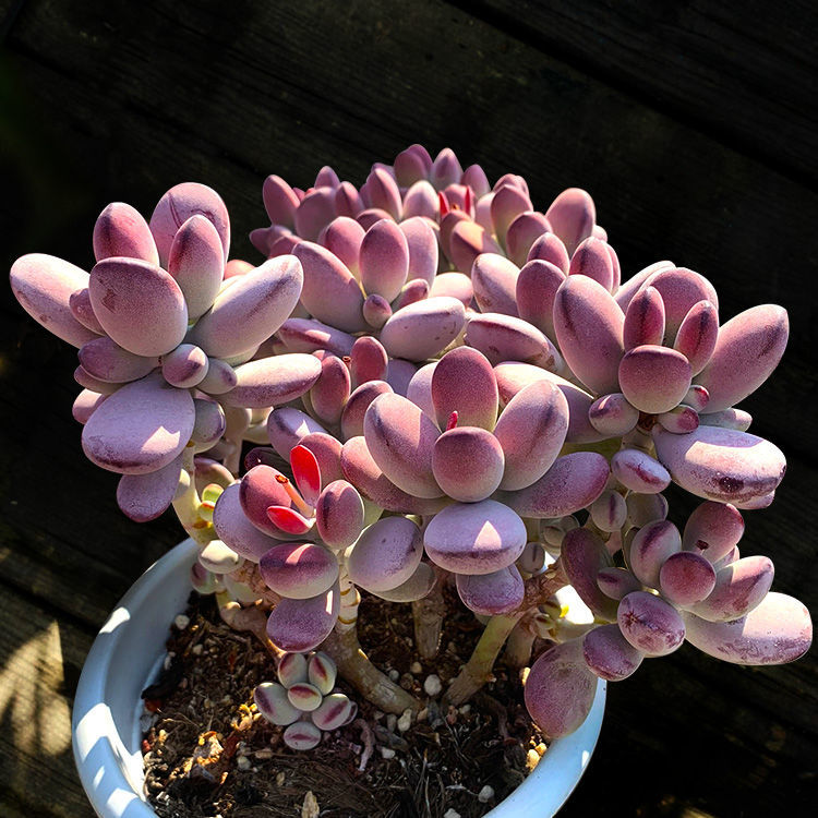 轻奢soumiety乒乓福娘多肉植物组合盆栽肉肉植物盆栽花卉实物拍摄满抖