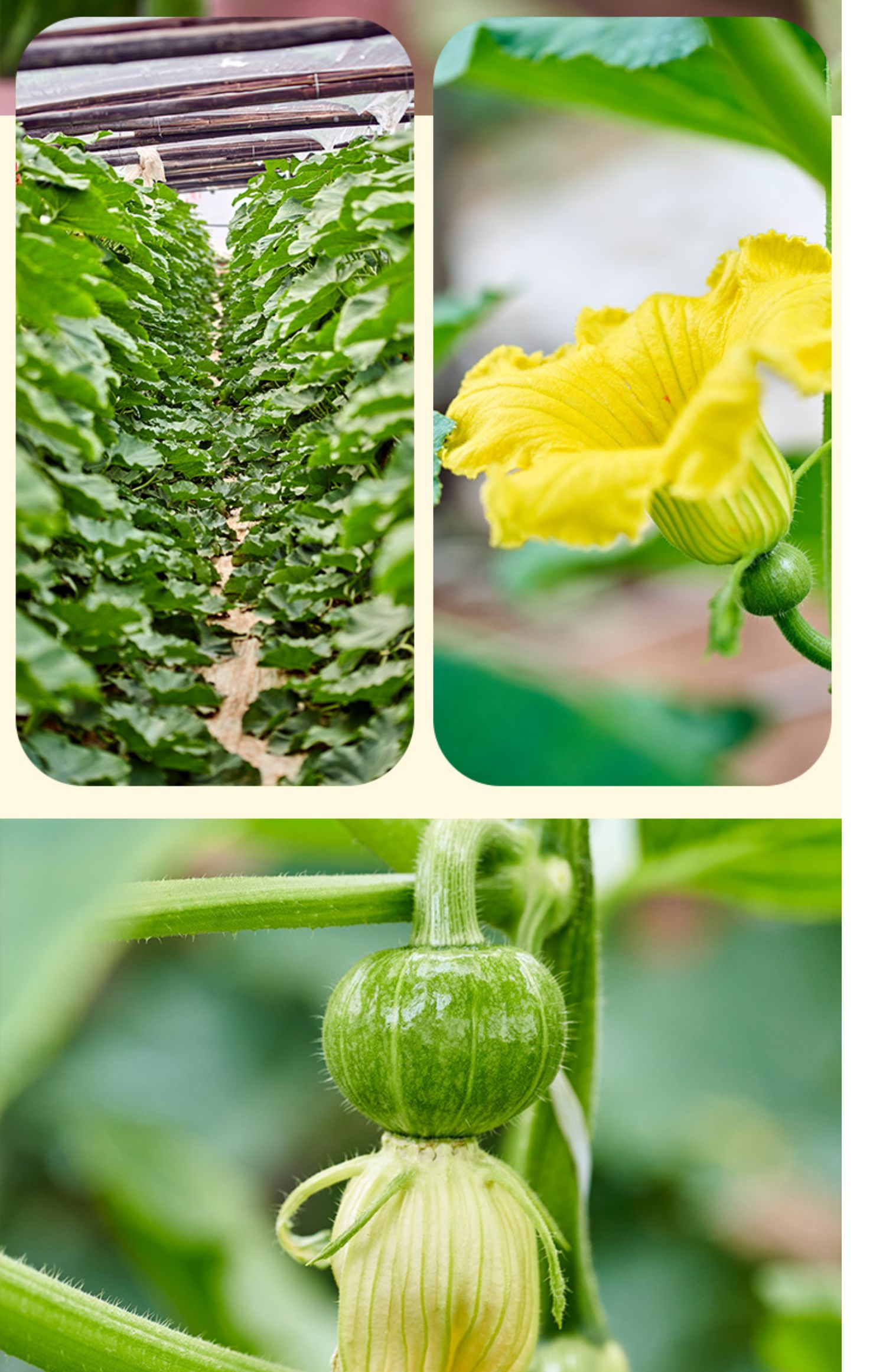 春光岛 贝贝南瓜板栗味贝贝迷你小南瓜日本新鲜甜糯蔬菜宝宝水果礼盒