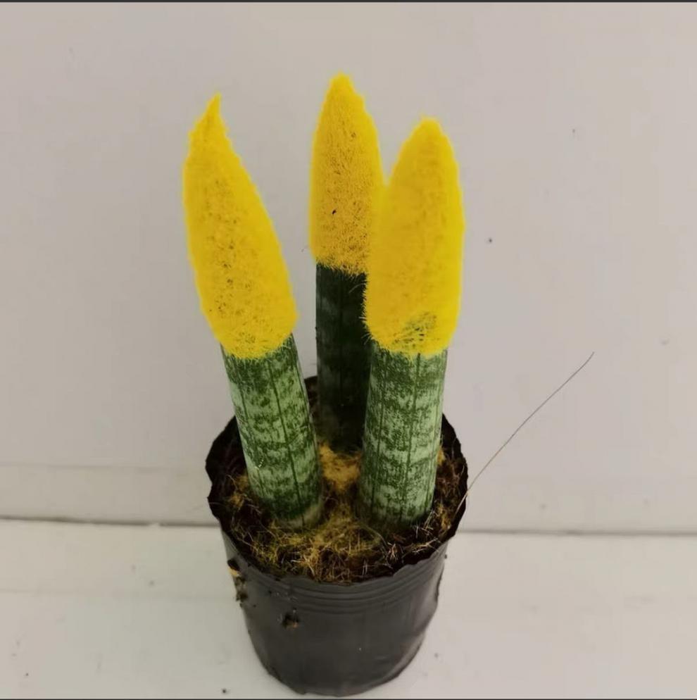 【室内盆栽】迷你佛手棒叶虎皮兰佛前香佛手盆栽圆棍棒叶 佛手【两盆
