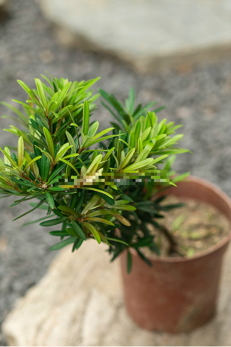 原生海岛红芽小叶太子妃罗汉松扦插盆景素材四季长青盆栽净化空气yy 3