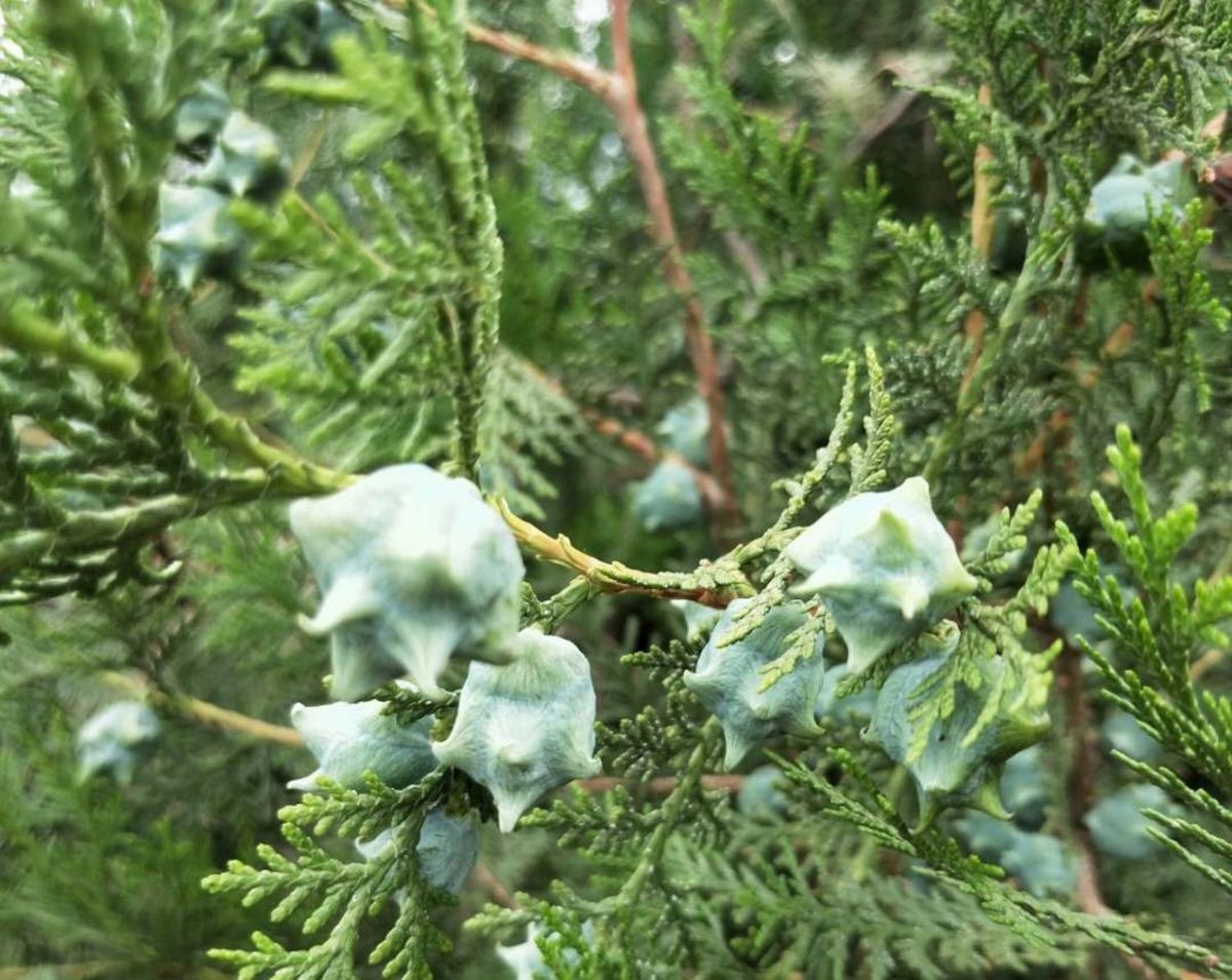 伟博山东现摘新鲜柏子侧柏果子侧柏籽柏籽柏树果子柏树籽枕头白发500g