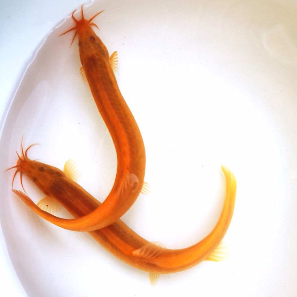 有仁堂观赏鱼黄金泥鳅招财鱼冷水鱼清洁鱼清道夫鱼黄金泥鳅活体 12-15