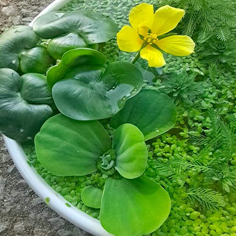 淶思芊水草浮萍水葫蘆水芙蓉池塘造景狐尾草水生植物花卉魚蝦蟹龜缸四