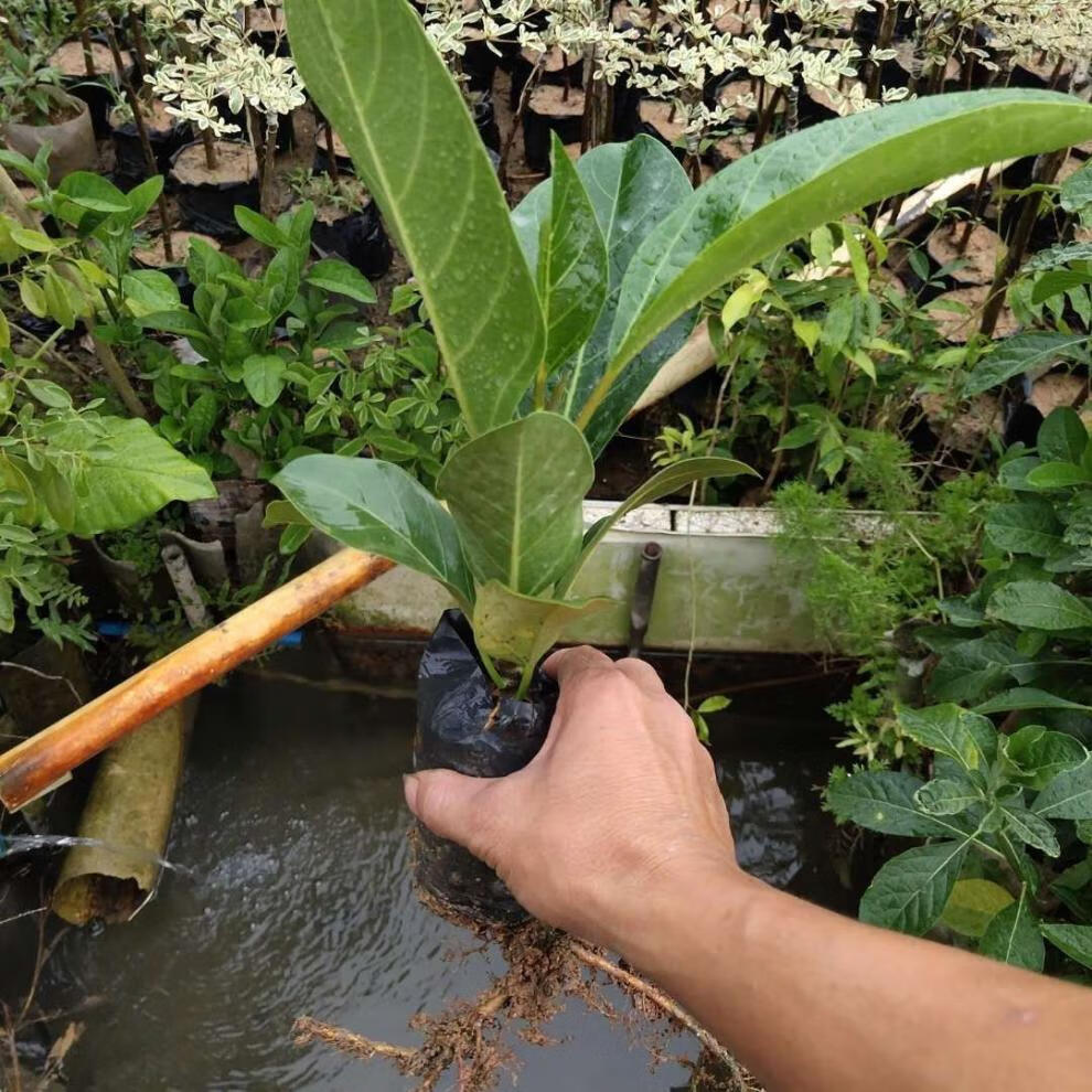 花姬 正宗高山榕树苗 大叶榕苗大青树马榕富贵庭院绿化常绿地栽植物