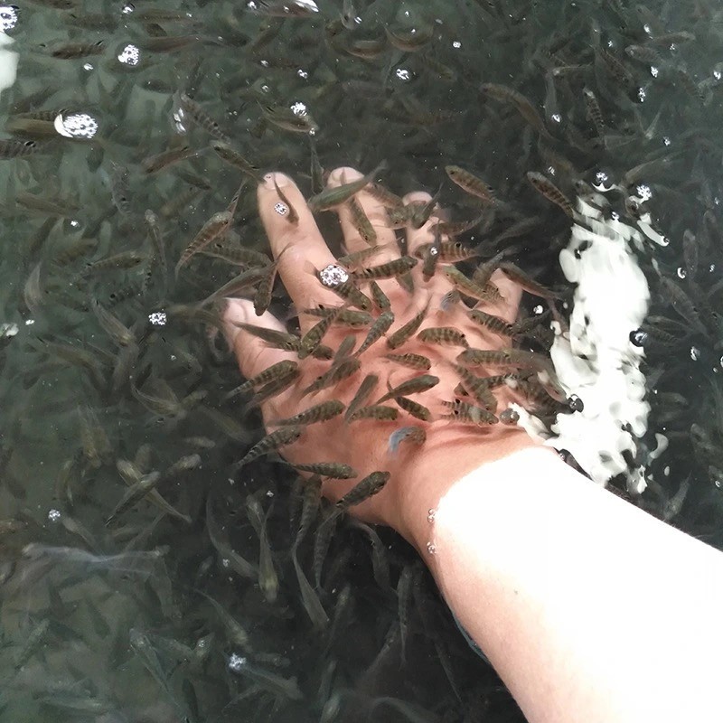 土耳其亲亲鱼温泉活鱼泡脚鱼疗小鱼足疗鱼按摩鱼吃死皮星子鱼古介34cm