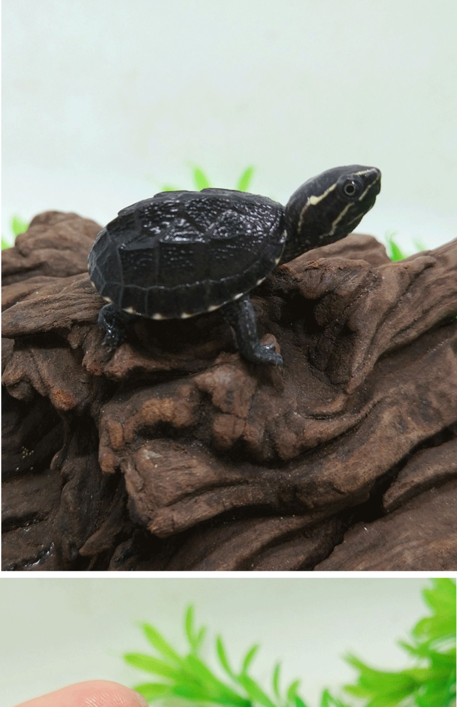 乌龟龟活体宠物龟剃刀深水龟刀香苗蛋龟迷你观赏龟活物龟 5-6厘米 公>