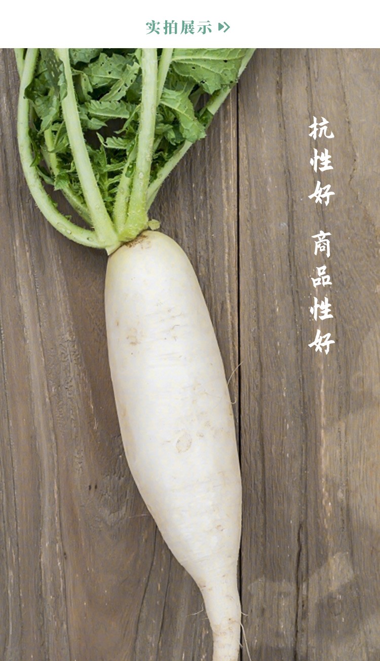 寿禾 兰溪小萝卜种泡菜迷你手指萝卜腌制用白萝卜樱桃蔬菜种孑 兰溪小