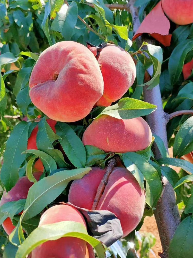 石河子新疆油蟠桃水果新鲜特产当季现摘现发整箱桃子 新疆直发 顺丰