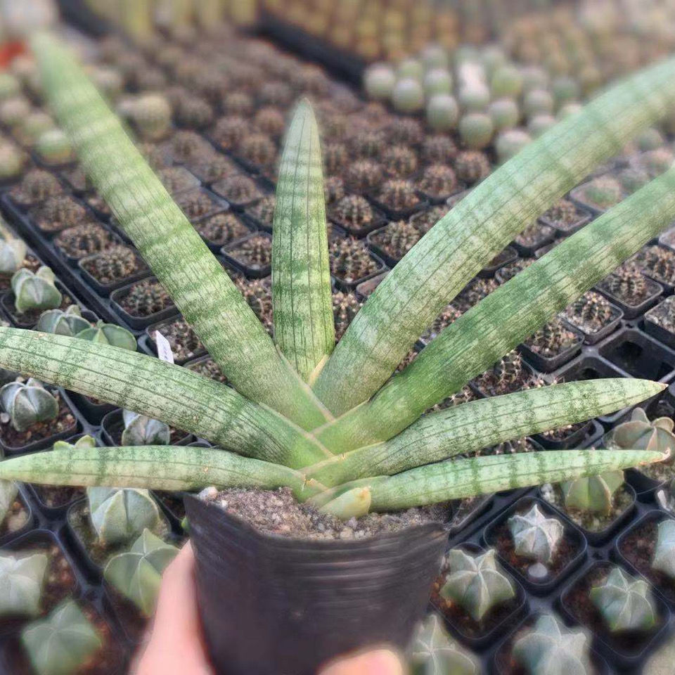 佛手棒叶虎皮兰虎尾兰易养多肉植物佛前香 迷你佛手冠幅4-6厘米(小型