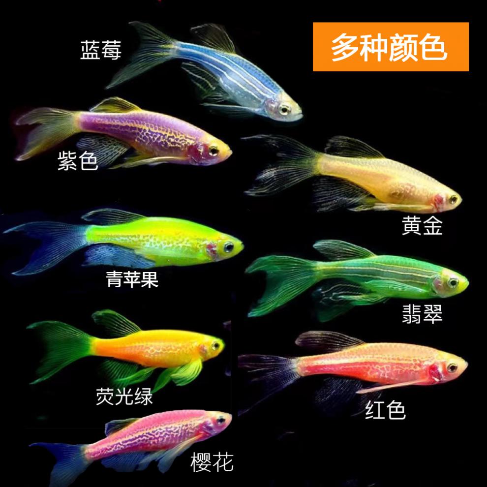 a30ky觀賞熱帶魚長鰭蝶翼斑馬魚大帆長尾燈科魚綠翡翠淡水活體群遊