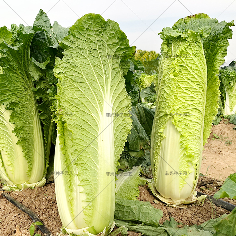 天津青麻葉大白菜種子直筒黃芽白菜種籽農家園秋冬播大田蔬菜種孑