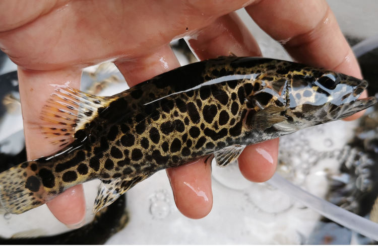 不二臣斑鳜 斑鳜鱼苗 斑鳜活体 老虎鳜 圆桶鳜 淡水石斑鱼凶猛鱼原生