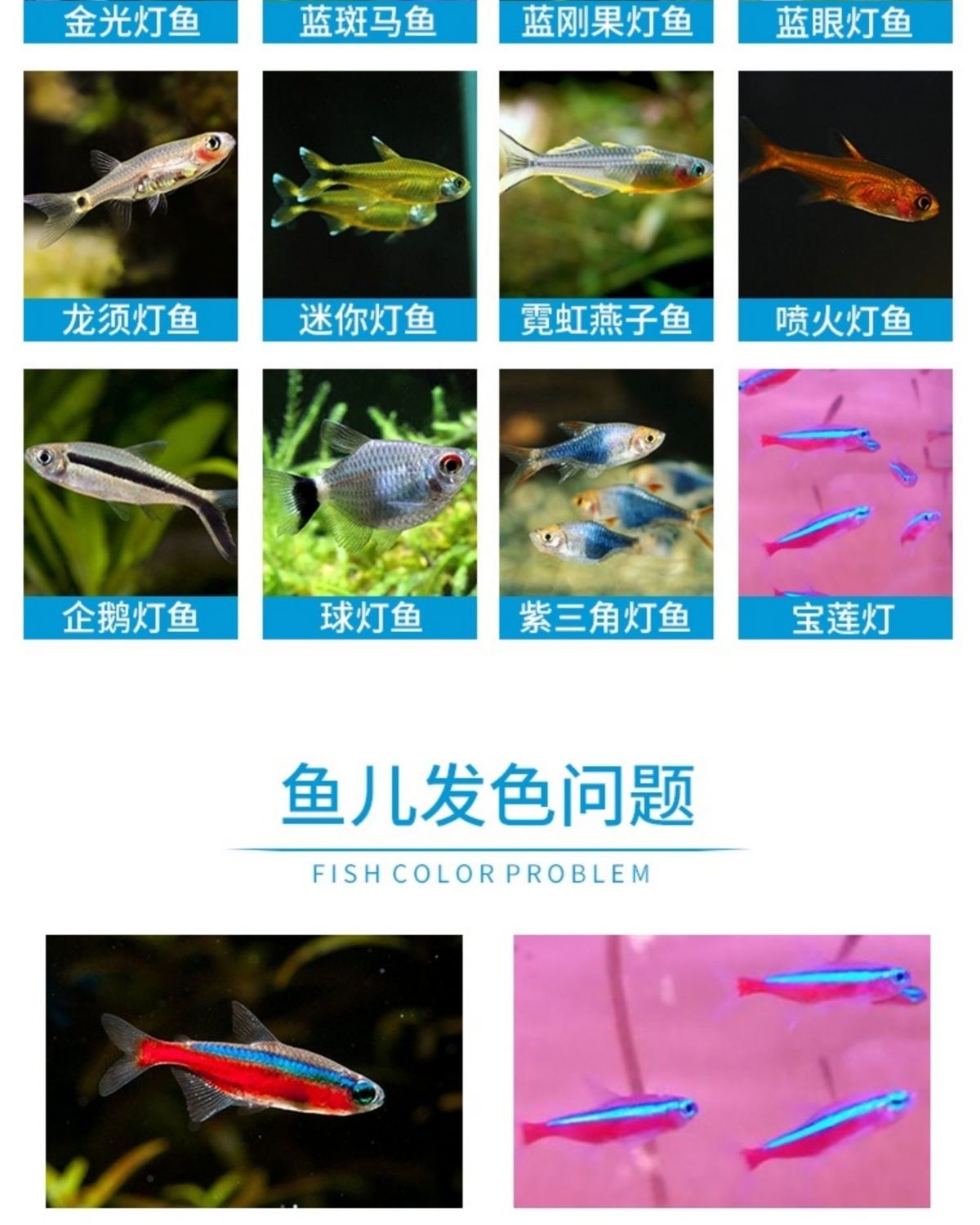 drontal 红绿灯鱼热带灯科鱼苗观赏鱼小型红斑马淡水神仙群游好养宝莲