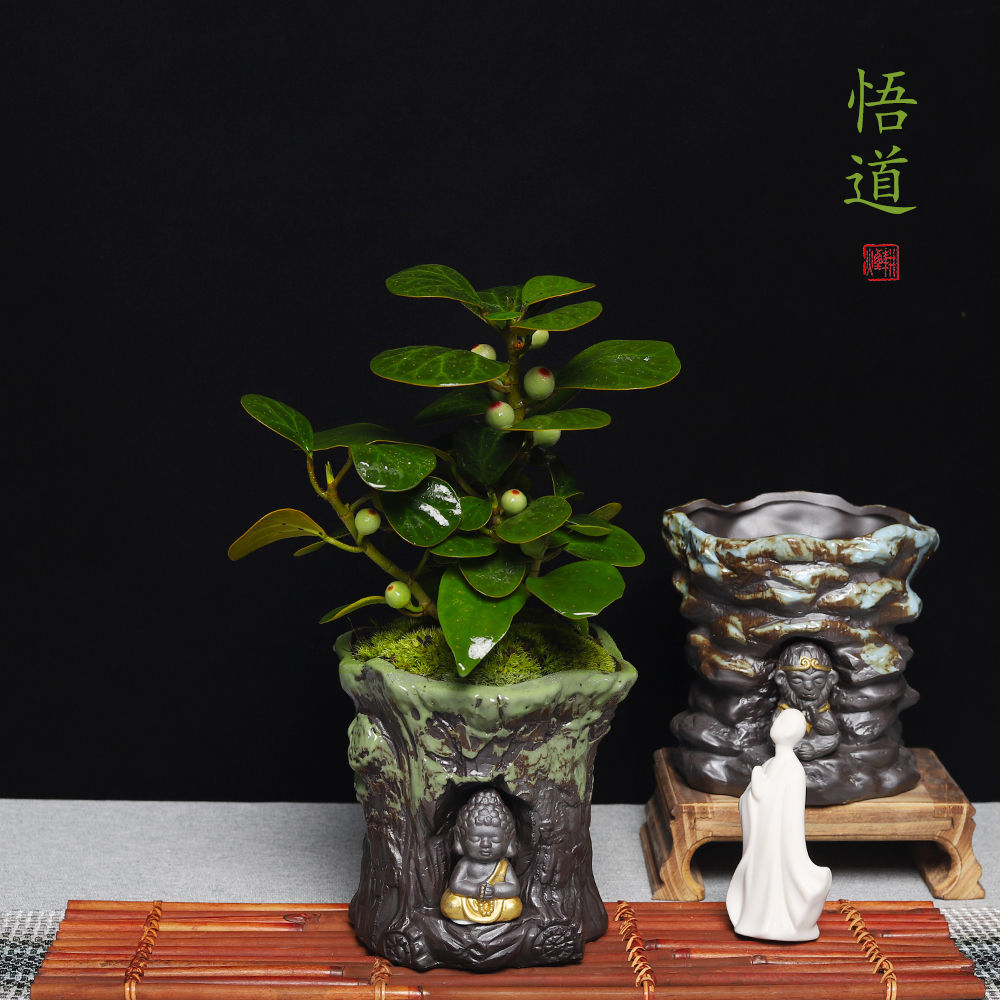 小盼菩提树小叶紫檀盆栽花卉艺术盆景办公绿植居家摆件一树一菩提小叶