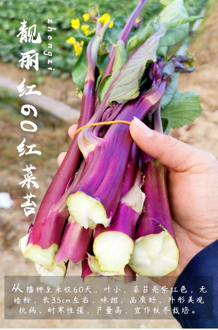 壽禾四九菜心種子廣東甜菜心紅菜薹白洪山菜薹菜芯夏秋季播種菜種籽四