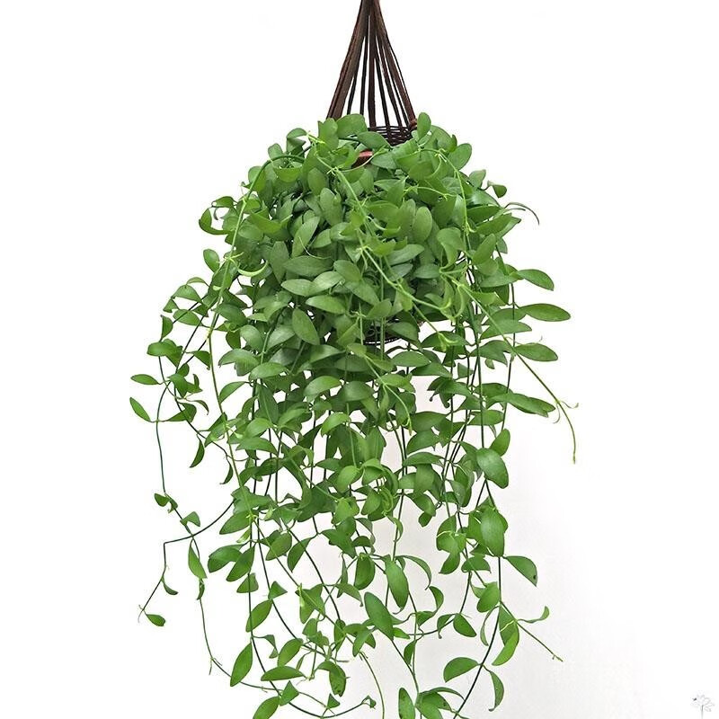 爱之蔓植物垂吊多肉盆栽藤蔓吊兰阳台花卉四季常青室内悬挂墙绿植