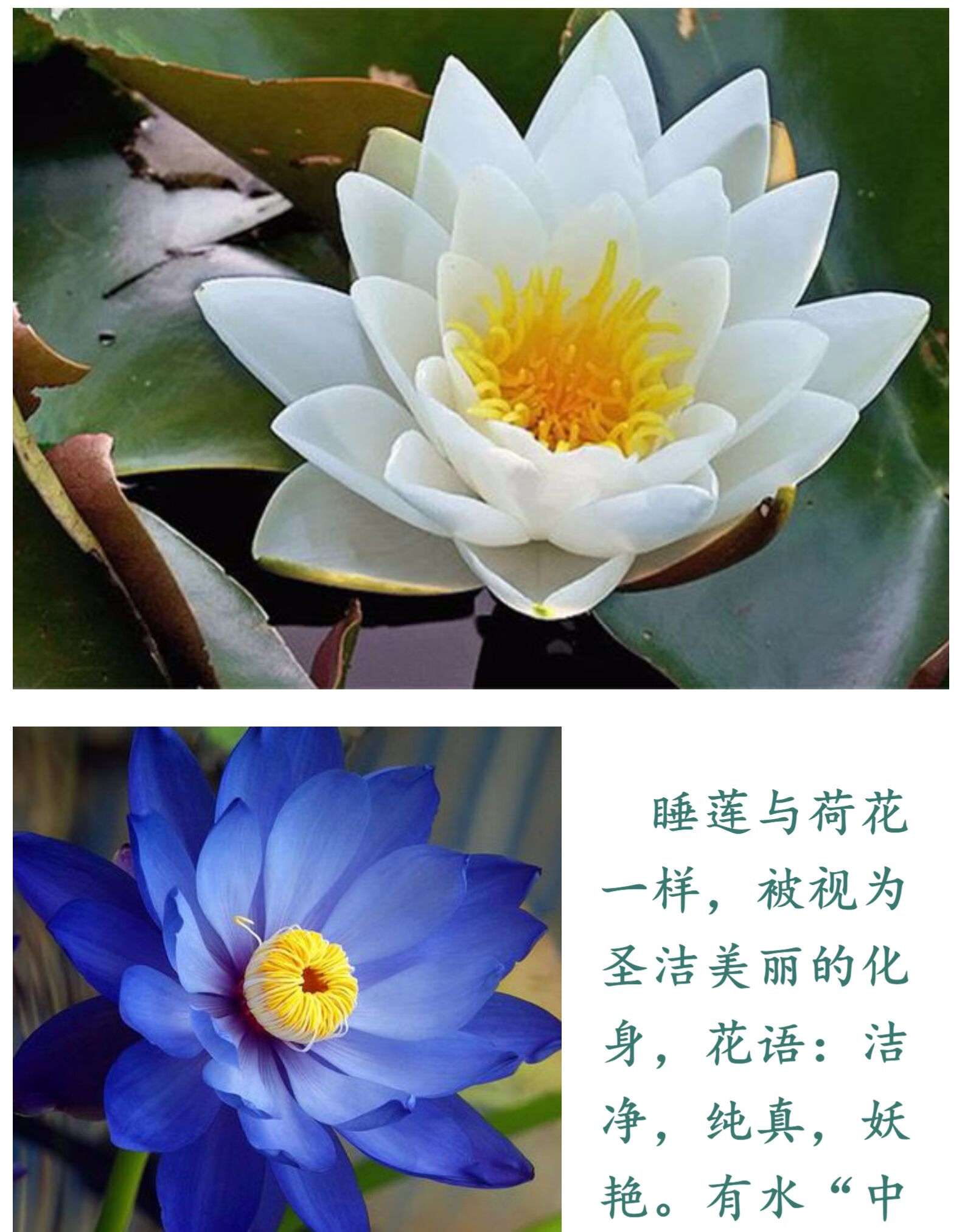 睡莲花苗耐寒盆栽池塘水培植物浓香特大荷花根苗带花苞四季开花桃花雨