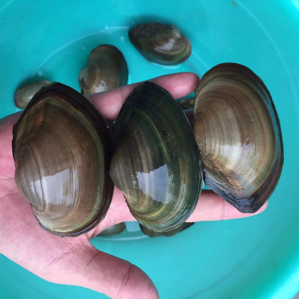 荣郁迷你小河蚌苗活体淡水冷水观赏原生小型水族宠物旁皮鱼鳑鲏繁殖 3