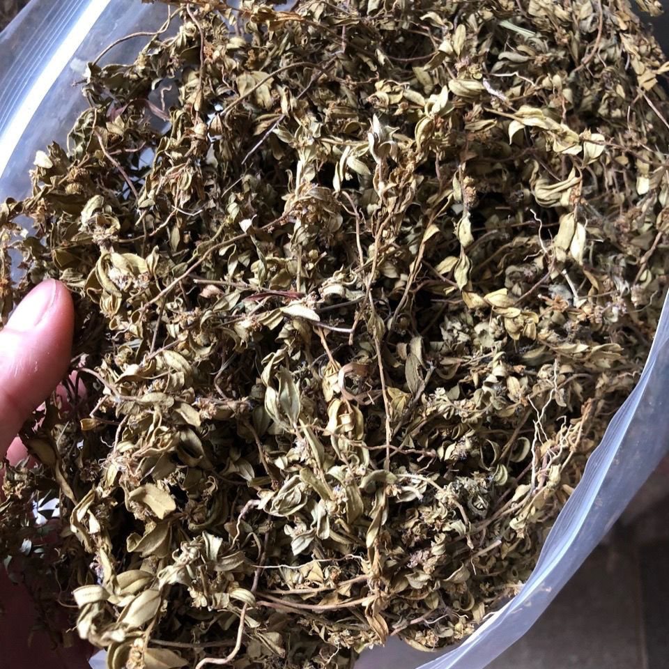 伟博中药材 小金牛草小金不换 七寸金 紫背金牛 小兰青【图片 价格